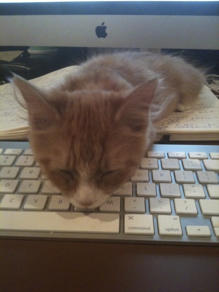 Cat asleep on keyboard
