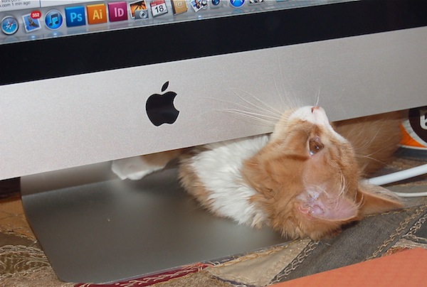    Orange kitten staring at computer                 