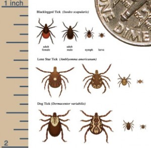 Deer ticks, in the top row, transmit Lyme Disease