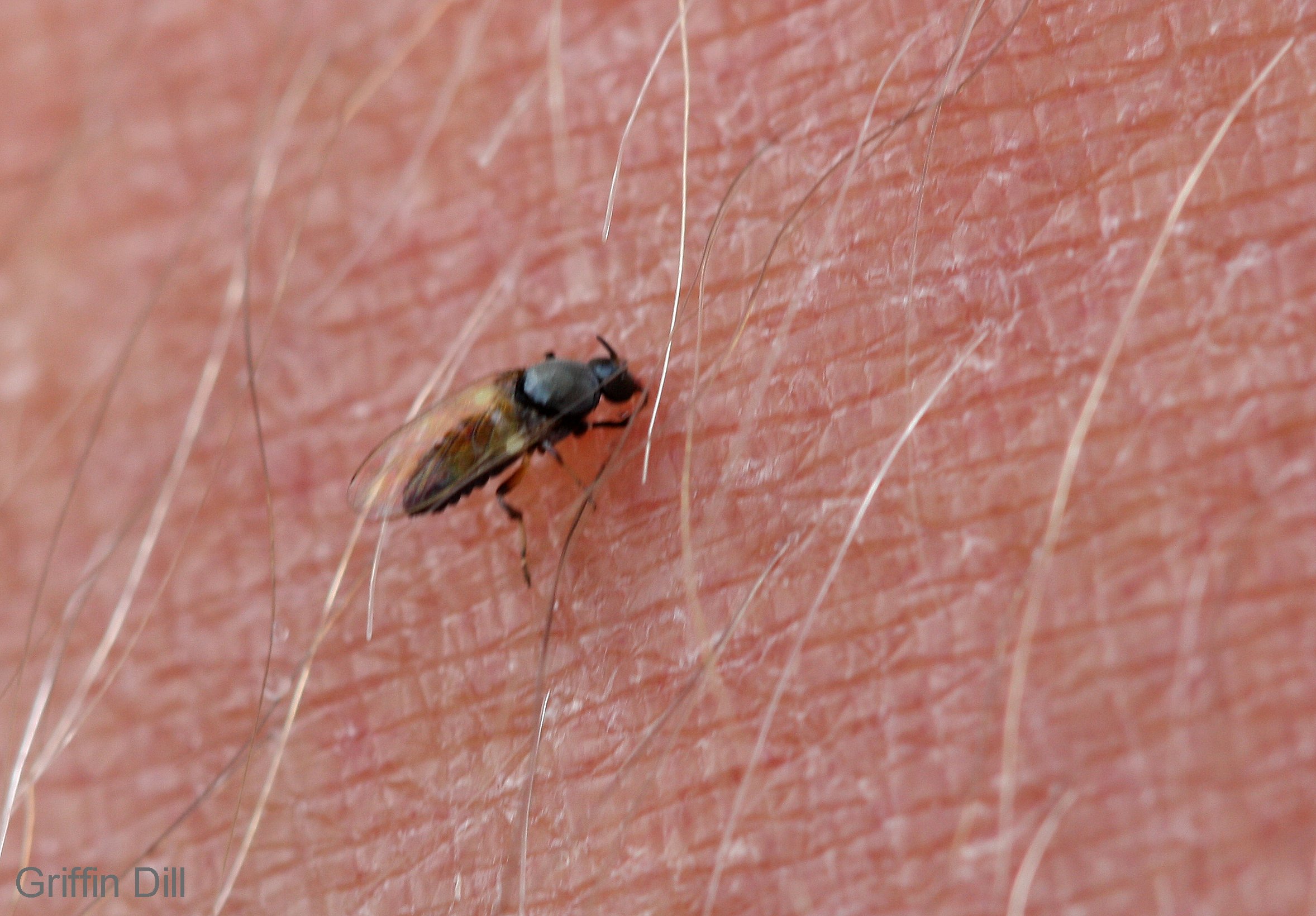 Black flies — defenders of the wilderness!