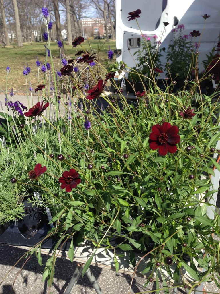 Chocolate cosmos