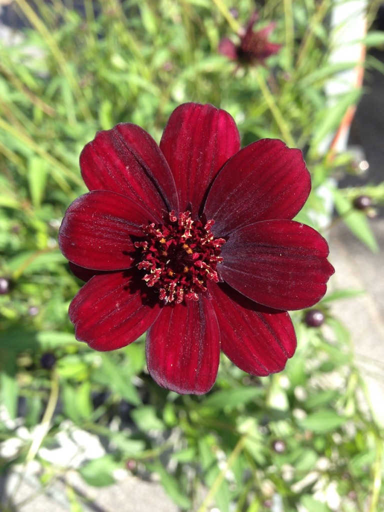 Chocolate cosmos closeup