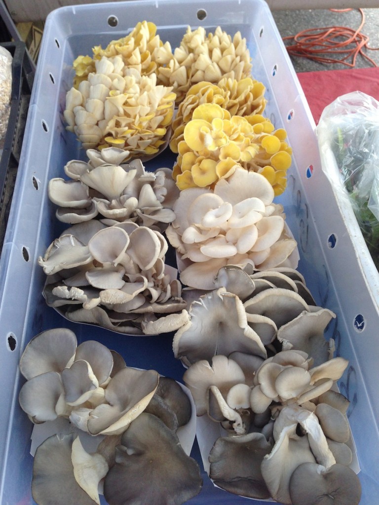 Oyster mushrooms