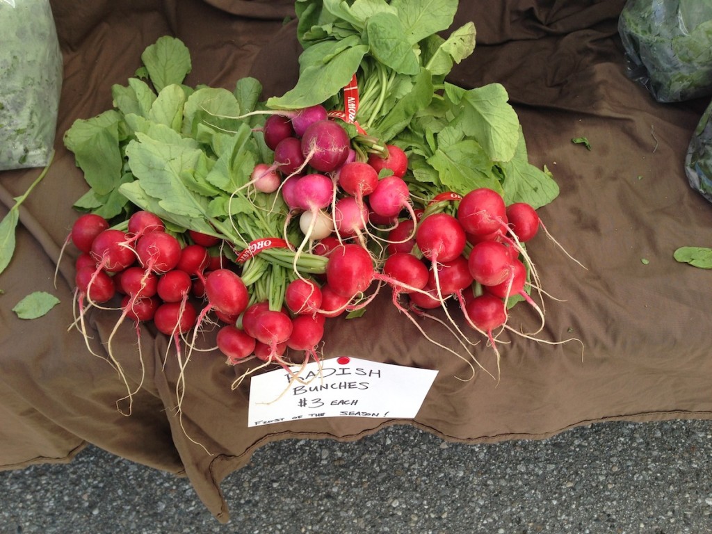 Bunch of radishes