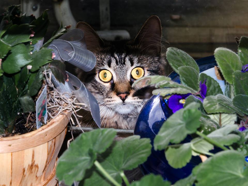 Ana hiding amongst the plants