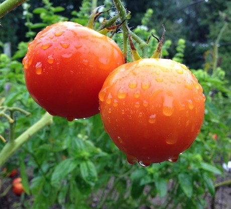 Raindrops on tomatoes
