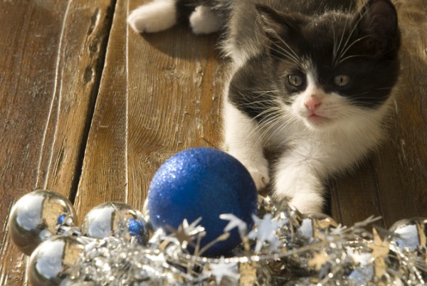 Kitten with decorations/safe holidays