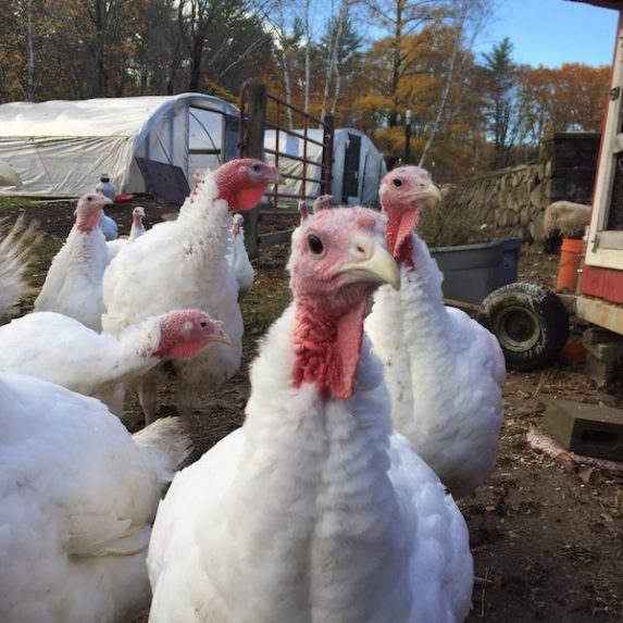 Turkey's at St. Joseph's College