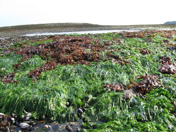 Fresh seaweed