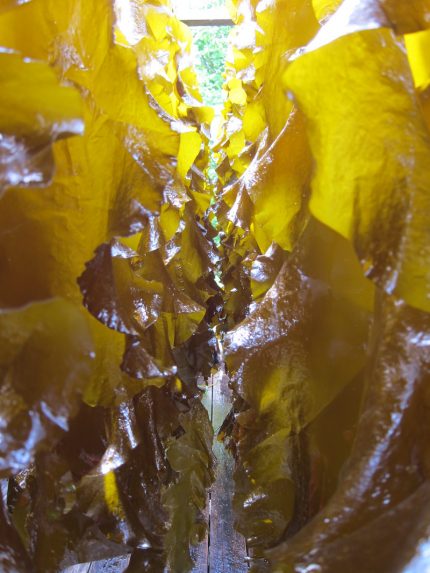 sun on hanging kelp