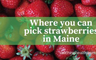 Strawberries in Maine