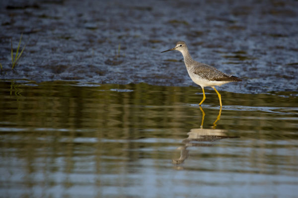 Bird in Scarborough Marsh