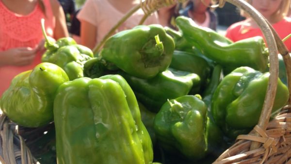 Produce from school gardens