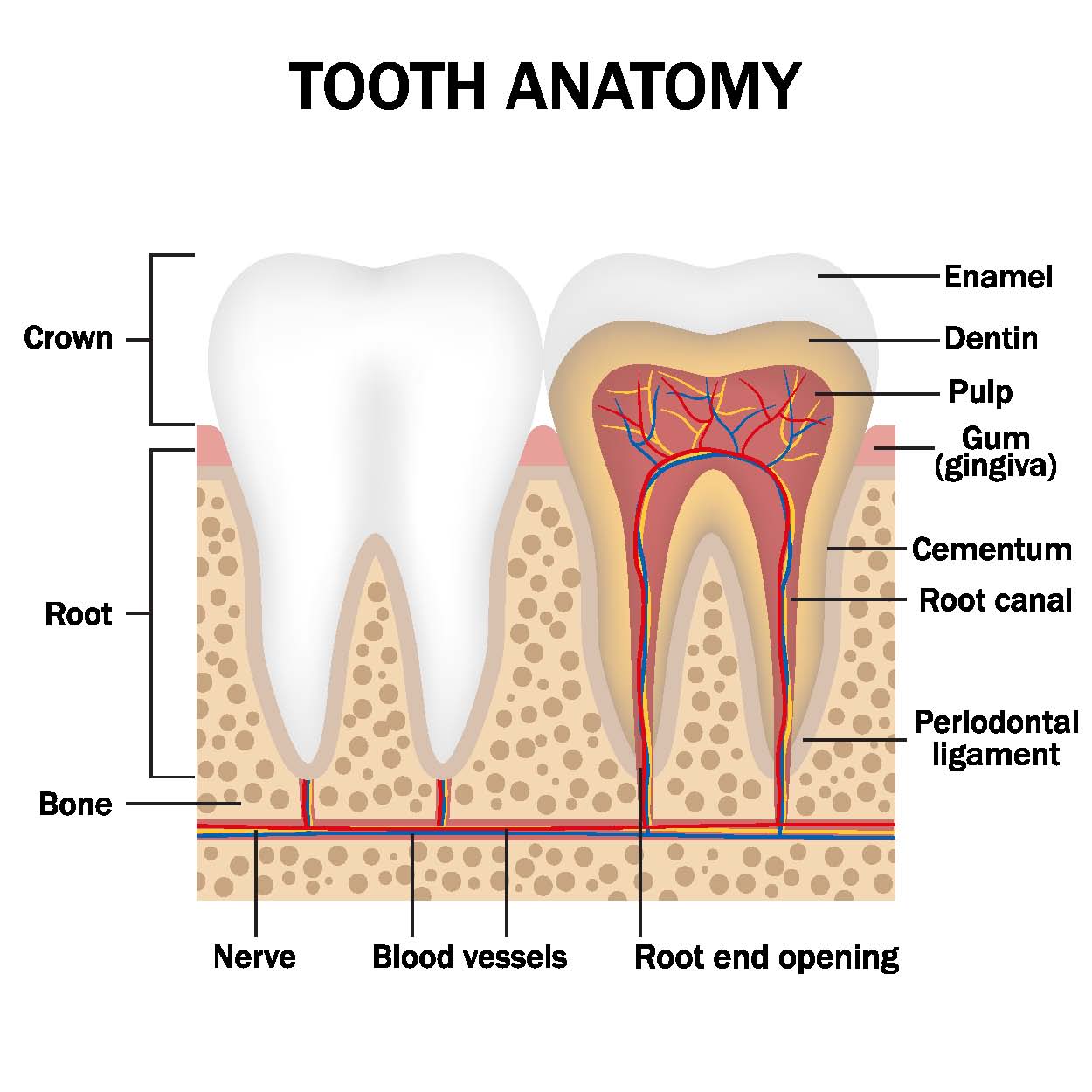 Teeth And Roots Diagram