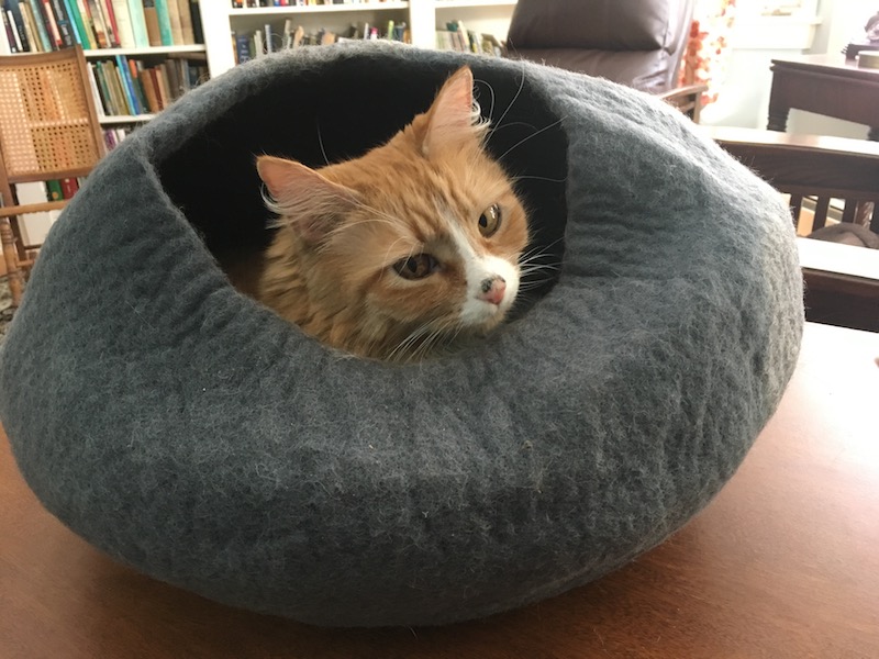 Charlotte in kitty bed