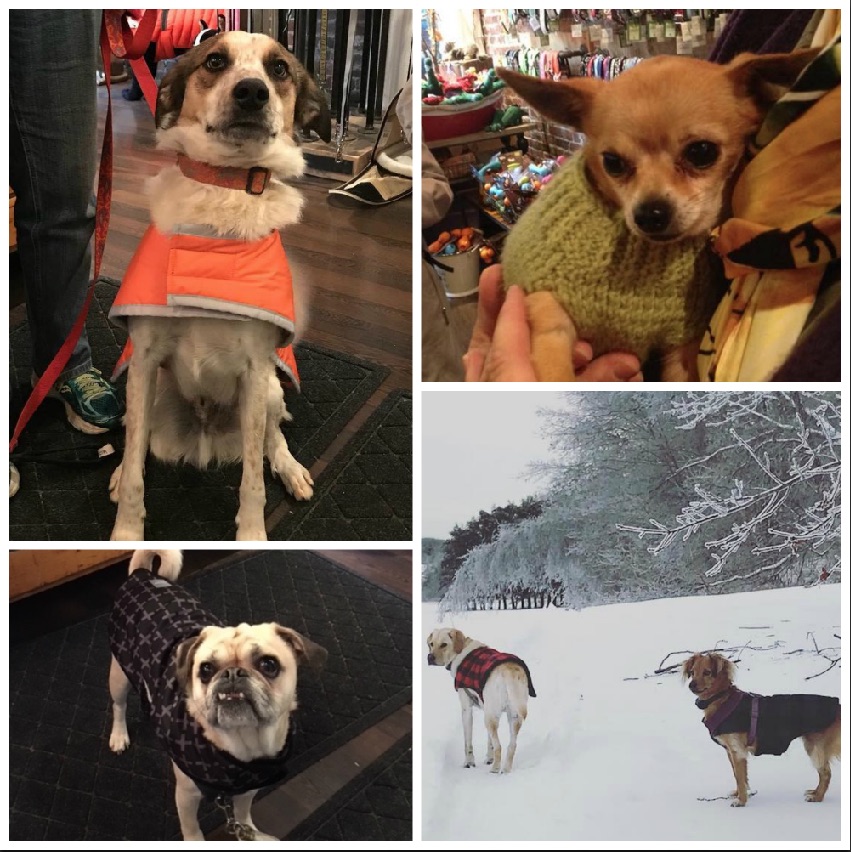 Dog winter coat collage