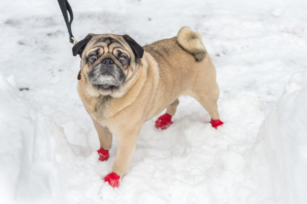 Pug wearing winter boots