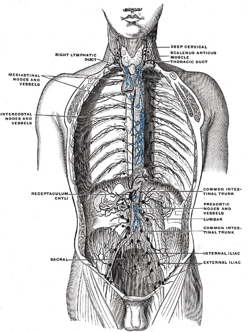 Diagram of lymphatic ducts