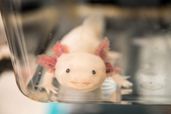 Axolotl at MDI Biological Laboratory