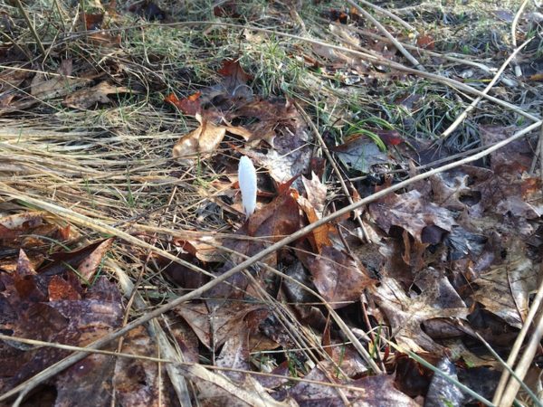 Crocus poking through leaves