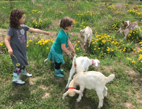 The girls and the goats