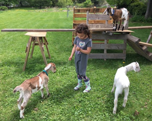 Nora feeding goat