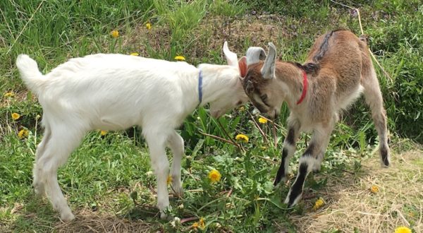 Goats playing