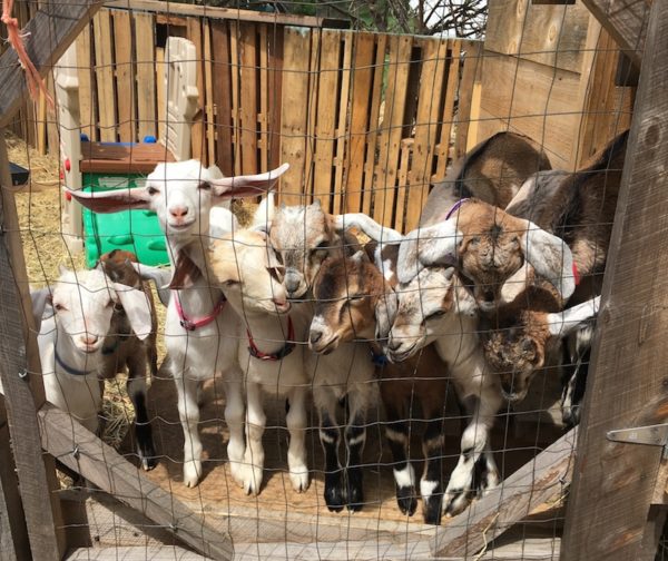 Baby goats in the pen