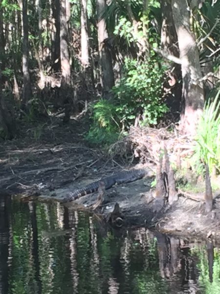 Cypress swamp