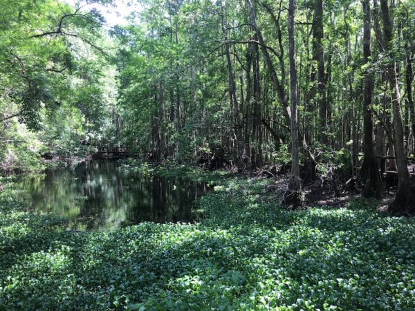 Highlands Hammock Cypress Trail