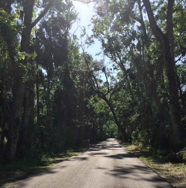 Oak trees Highlands Hammock 