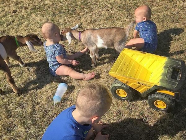 Shaughnessy babies and goats