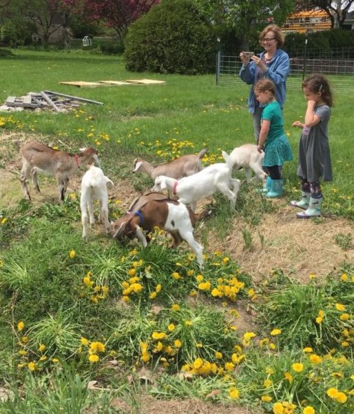 Nora, Lucia, Diane and baby goats