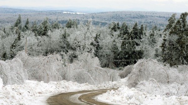 Ice covered trees/Medicare fraud