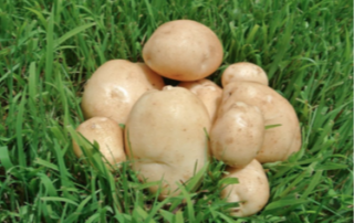 Pile of potatoes on grass