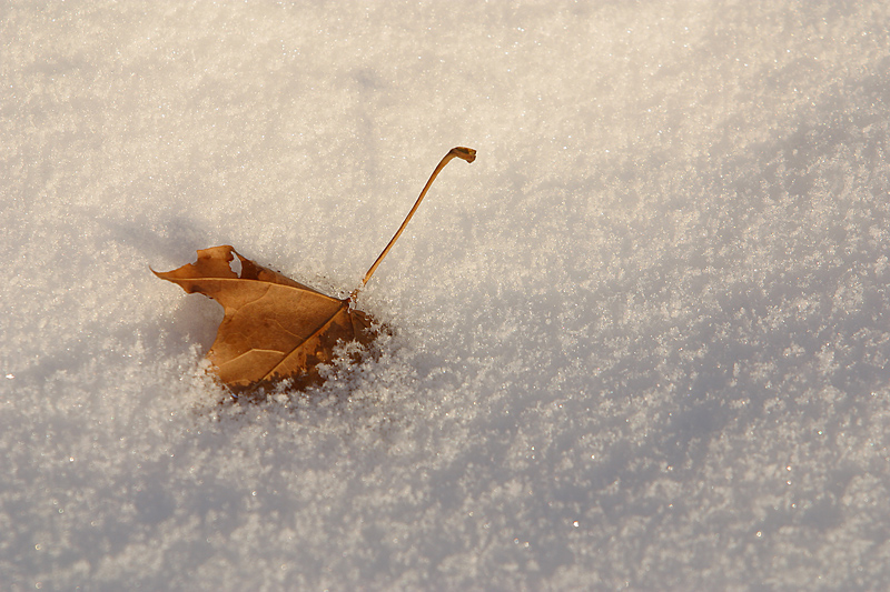 Leaf in snow