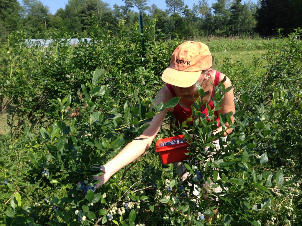 Me picking at R& L Berry Farm. The blueberries were just like Leane said — awesome!