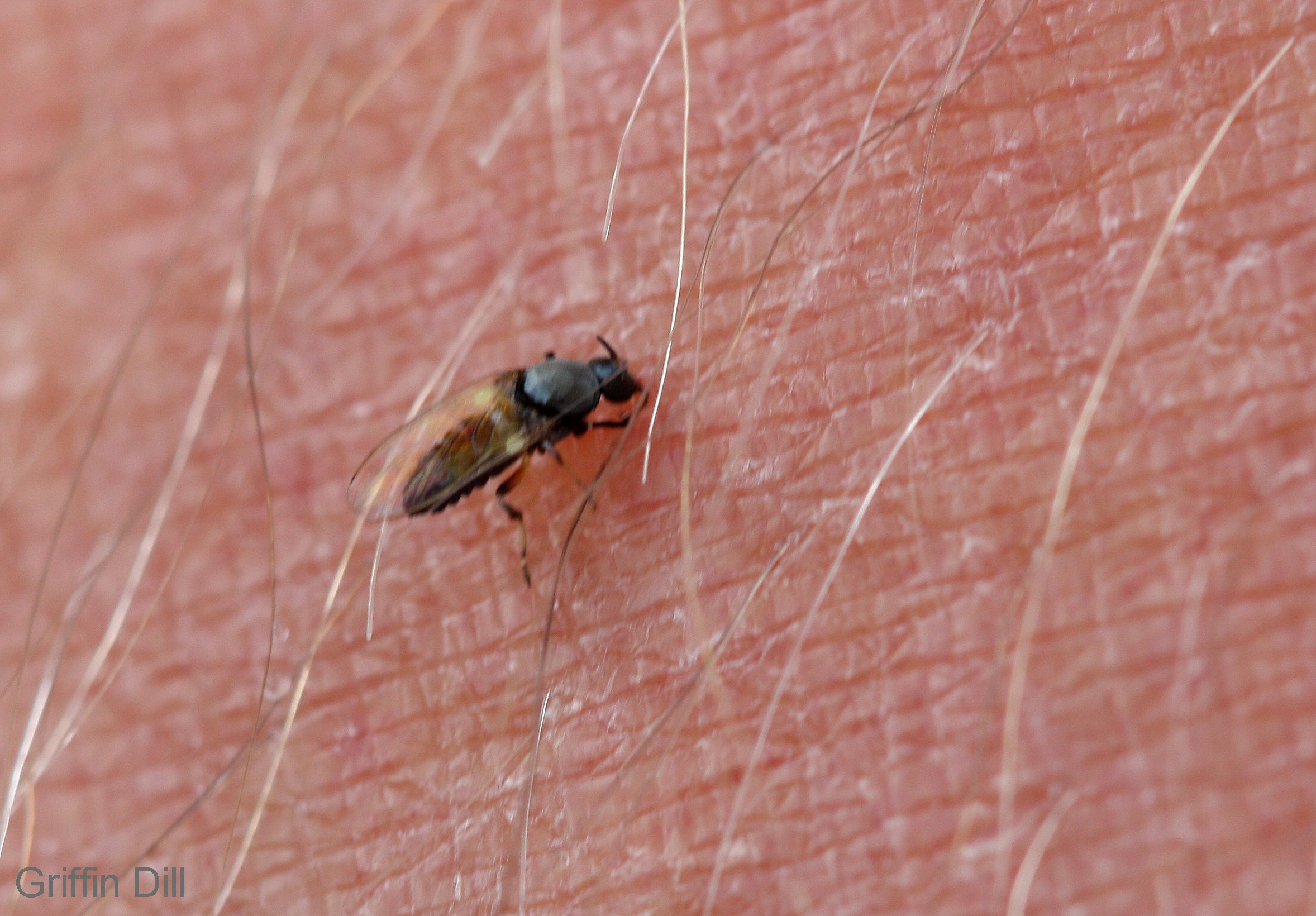 Black flies — defenders of the wilderness! | Catching Health with Diane ...