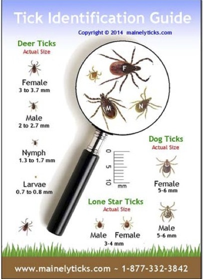 deer tick identification