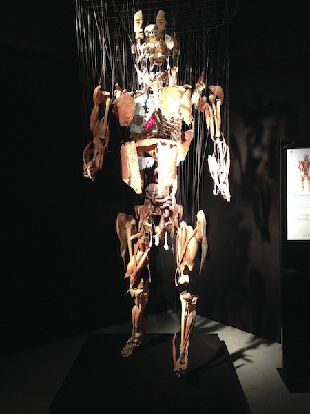 Body Worlds: Education? Entertainment? Spectacular? Ghastly? It's up to ...