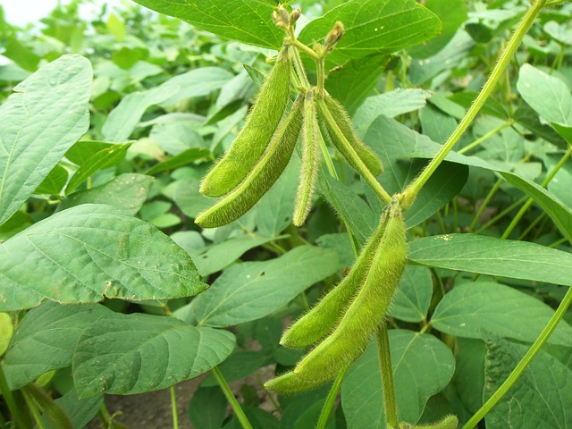 soybean