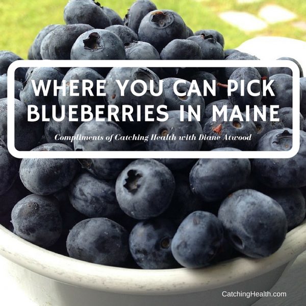 Where you can pick blueberries in Maine | Catching Health ...