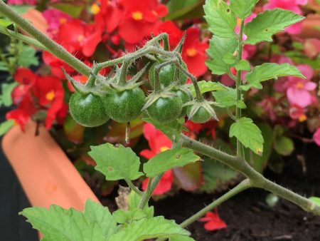 Blueberry tomatoes