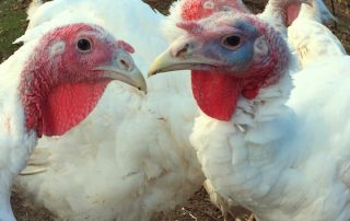 Turkeys at St. Joseph's College