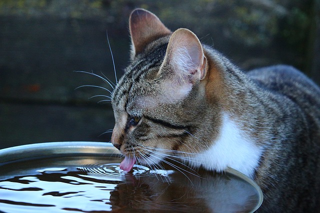 cat drinking water