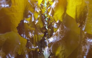 sun on hanging kelp