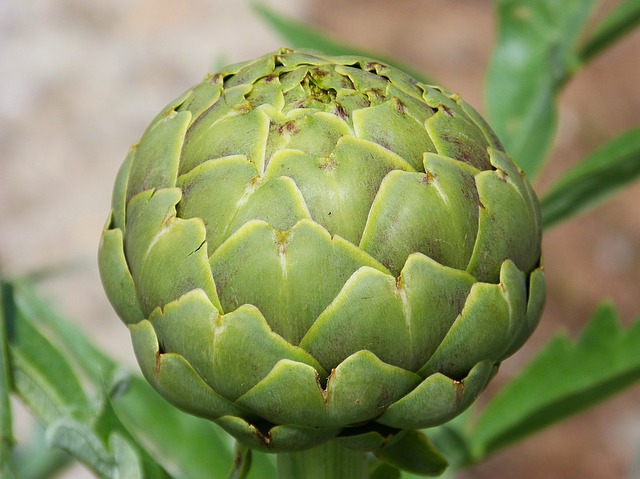 artichoke