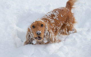 Dog playing in snow