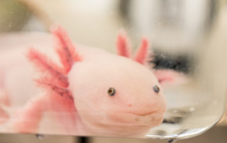 Axolotl/regeneration research at MDIBL