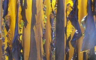 Golden brown kelp/sea vegetable